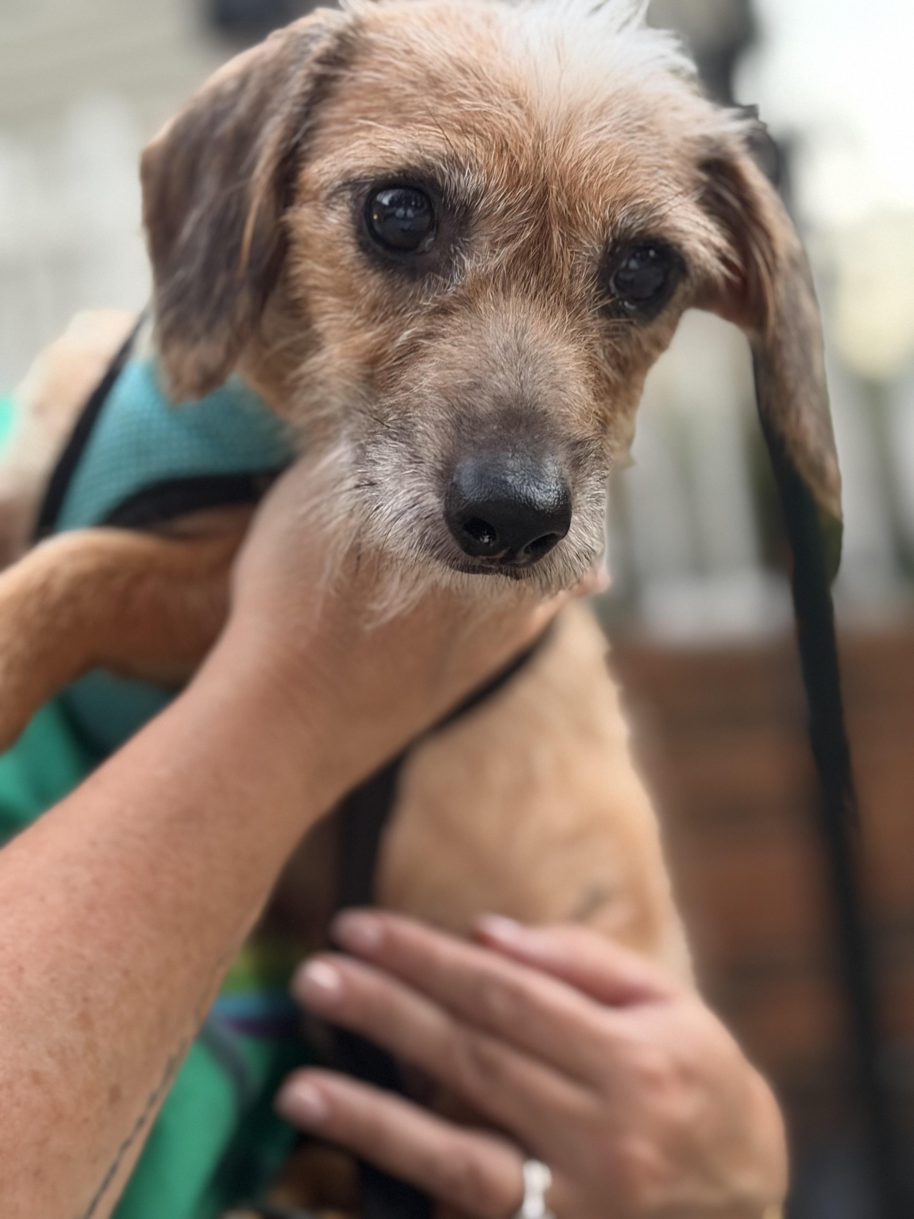 Enlarge Oscar, a Adoptable mixed breed in Kings Mountain, NC image 2/3