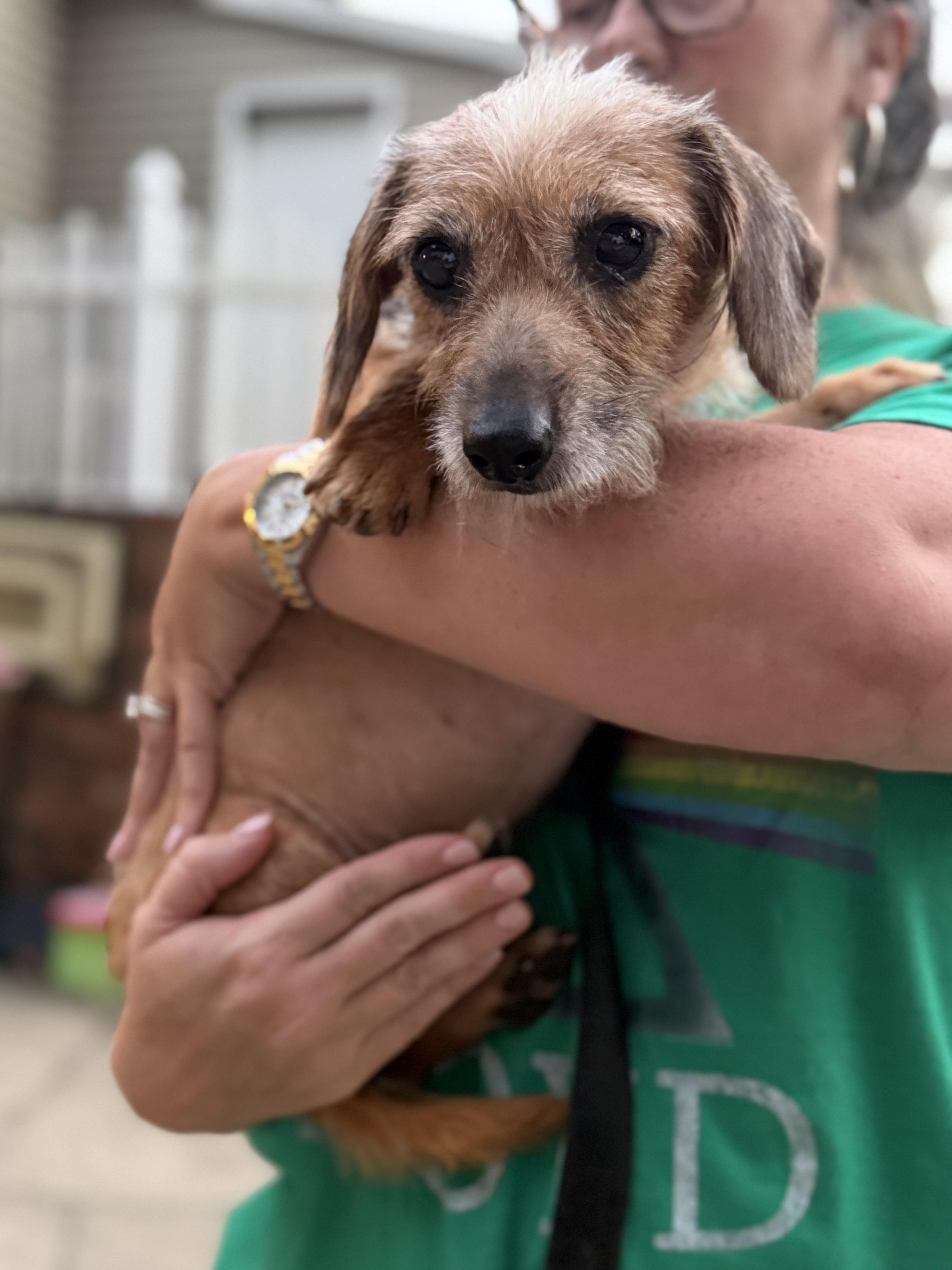 Enlarge Oscar, a Adoptable mixed breed in Kings Mountain, NC image 3/3