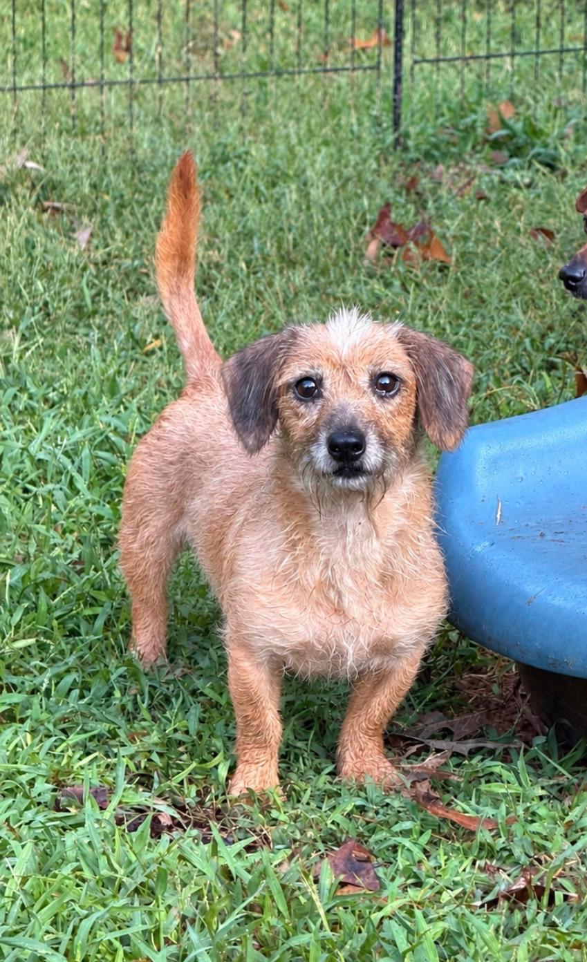 Oscar, Adoptable, Adult Male Wirehaired Terrier.