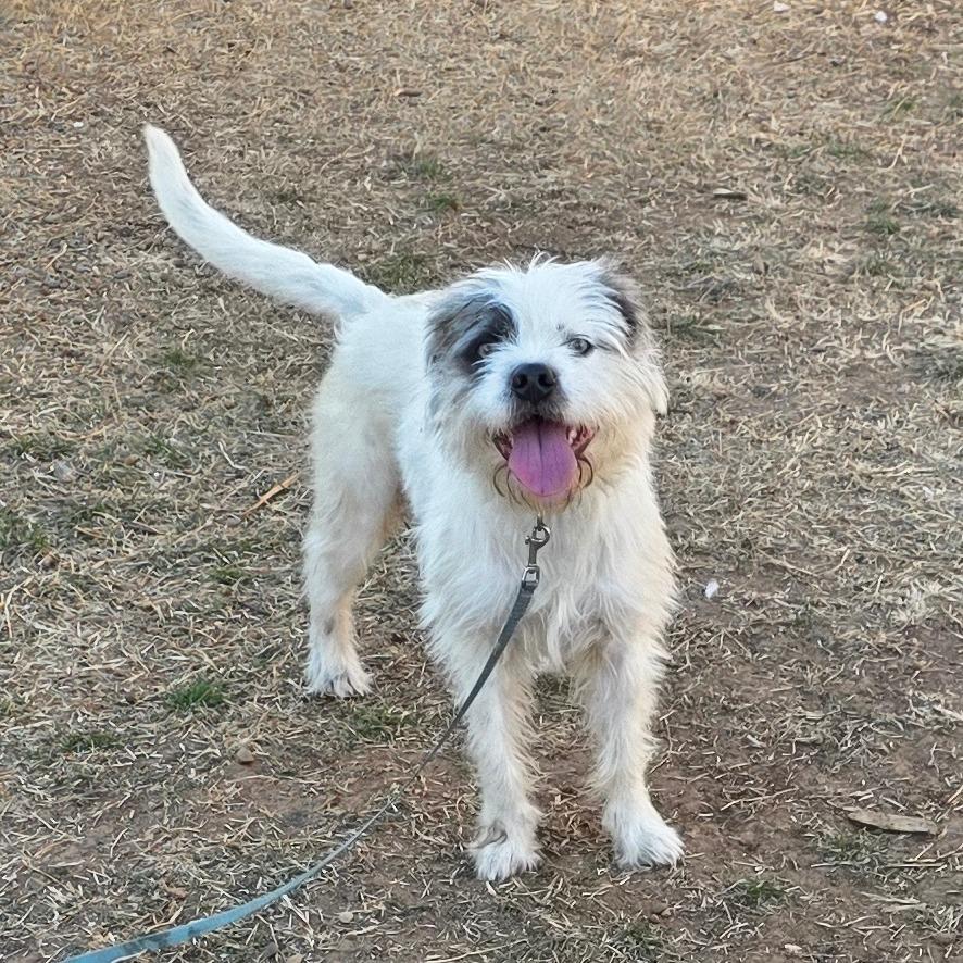 Dougie, Adoptable, Young Male Cairn Terrier & Wirehaired Terrier.