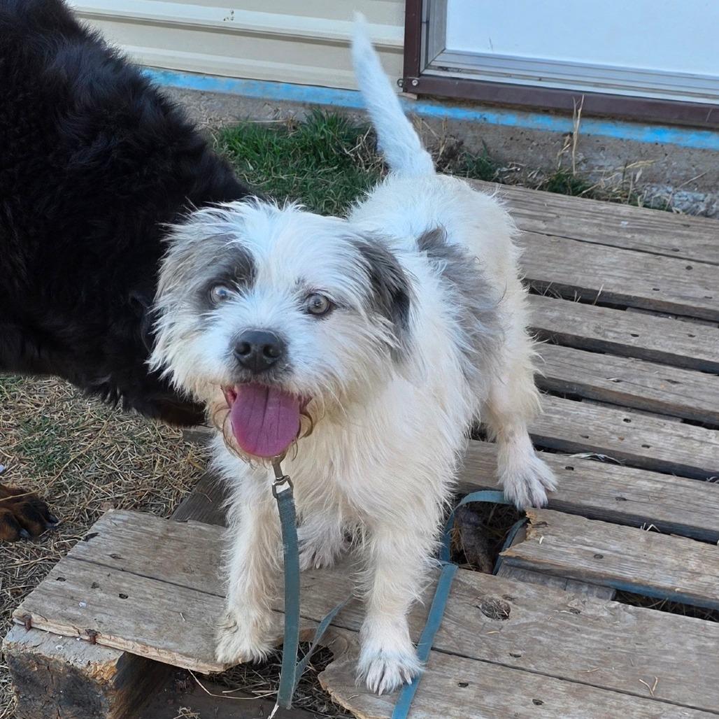 Dougie, a Adoptable mixed breed in Goltry, OK image 2/3