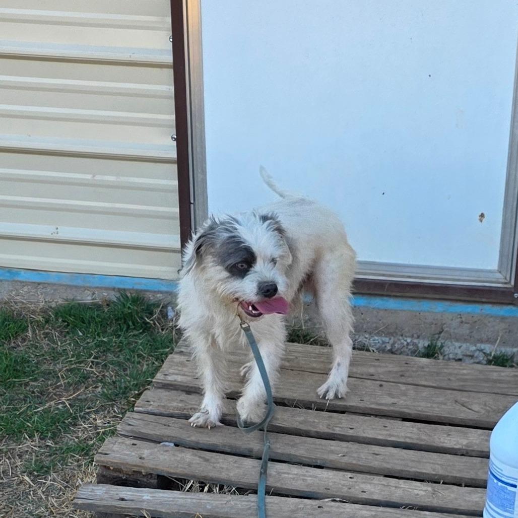 Dougie, a Adoptable mixed breed in Goltry, OK image 3/3