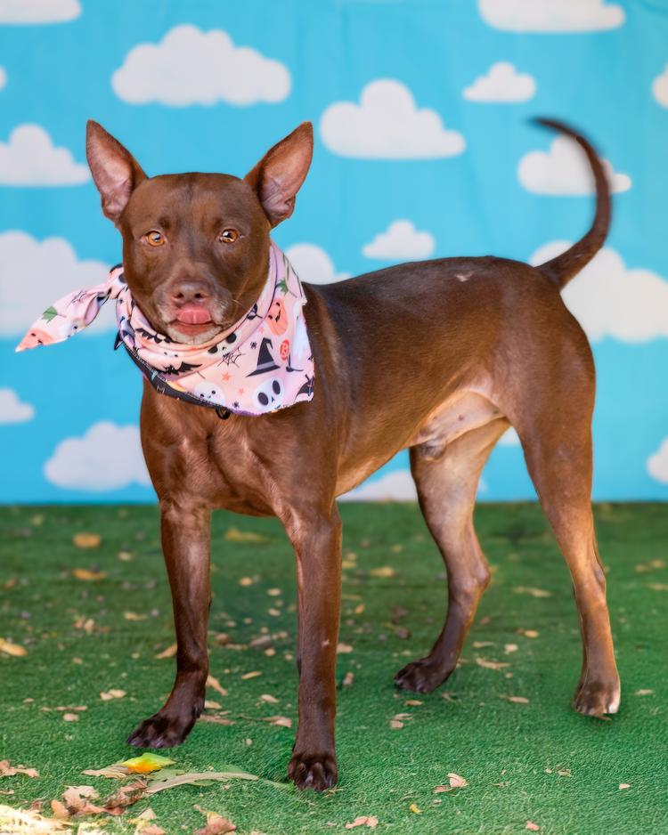 Snoop, Adoptable, Young Male Mixed Breed.