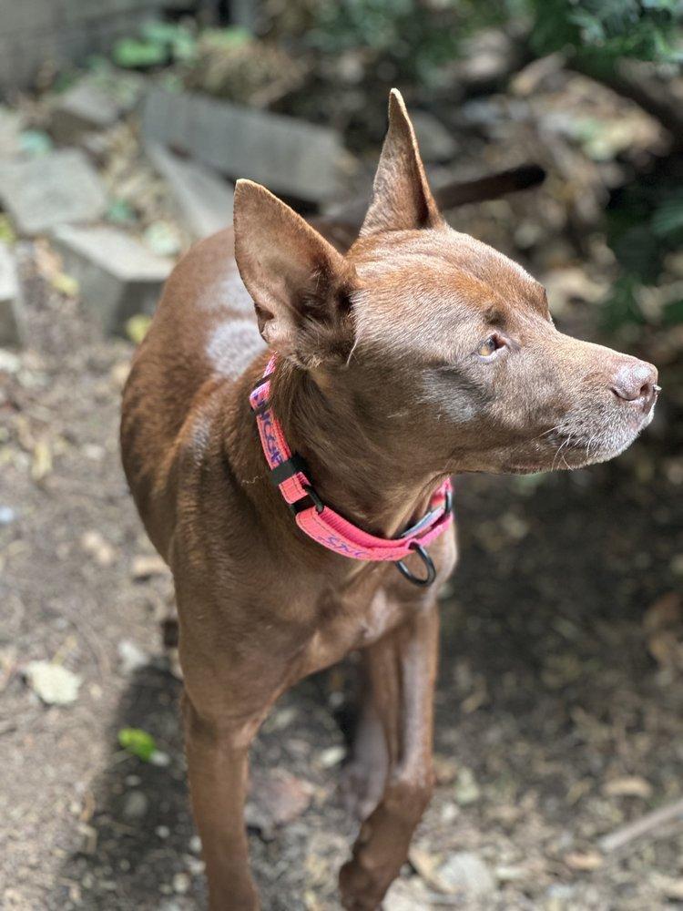 Snoop, Adoptable, Young Male Mixed Breed.