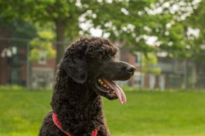 Enlarge Ricardo, a Adoptable Mixed Breed in Montreal, QC image 1/3