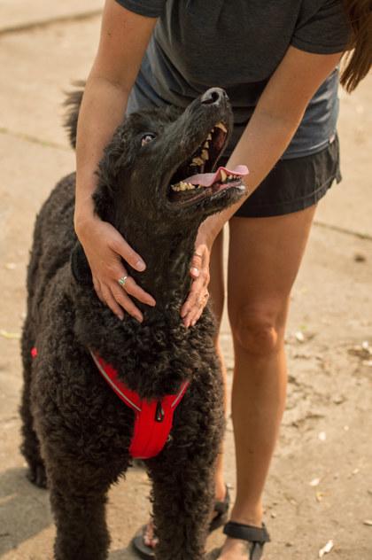 Enlarge Ricardo, a Adoptable Mixed Breed in Montreal, QC image 2/3