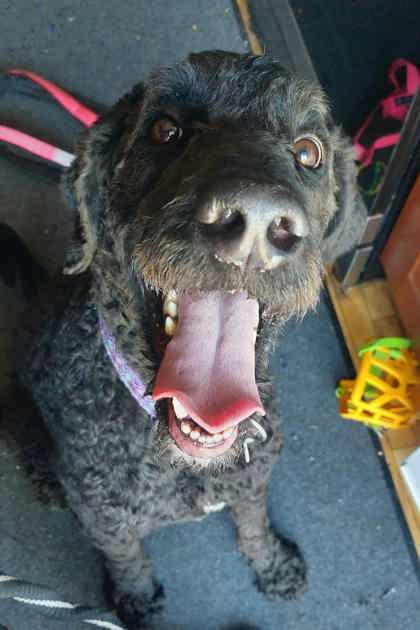 Enlarge Ricardo, a Adoptable Mixed Breed in Montreal, QC image 3/3