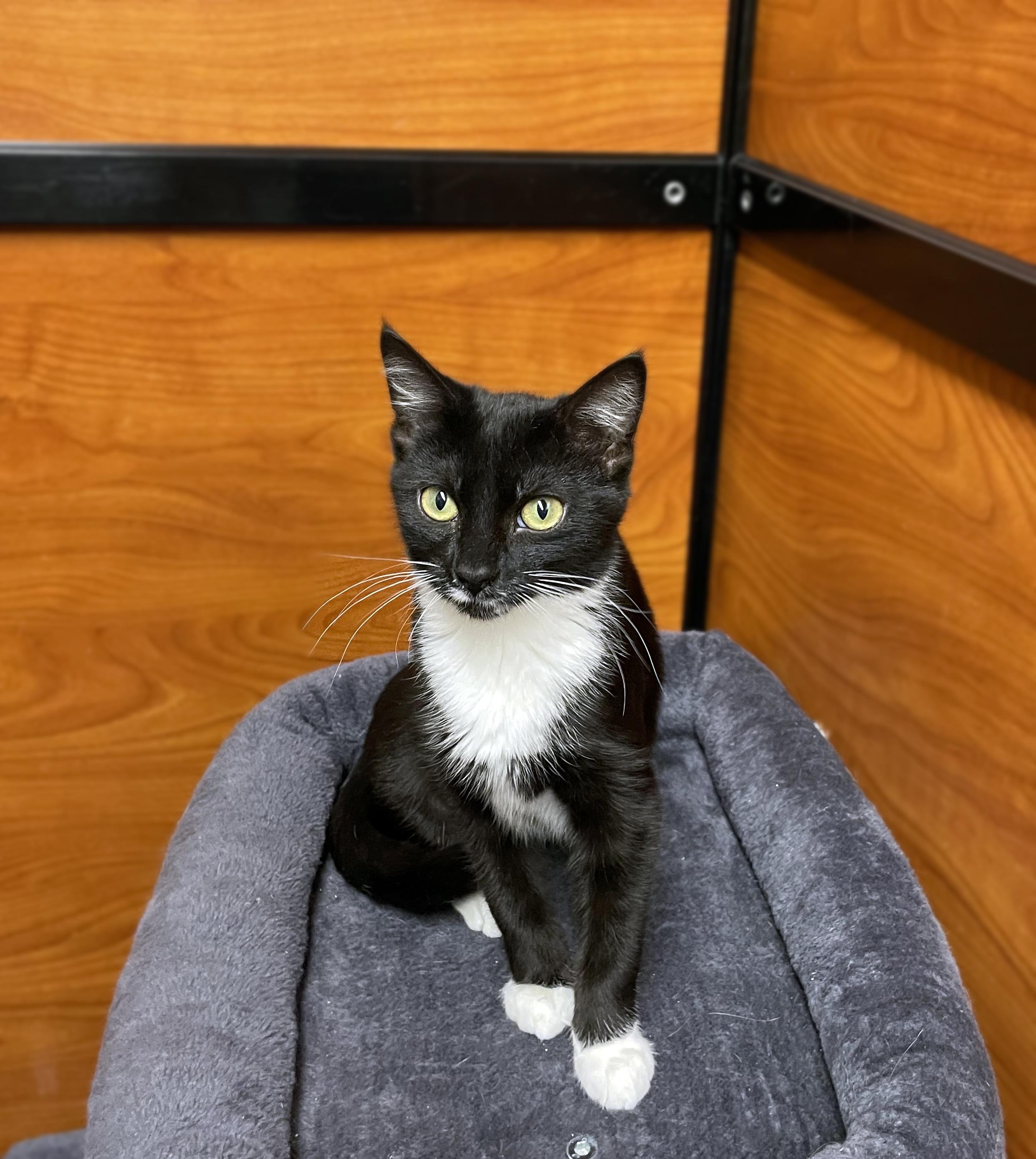 Pistachio, Adoptable, Young Female Domestic Short Hair.