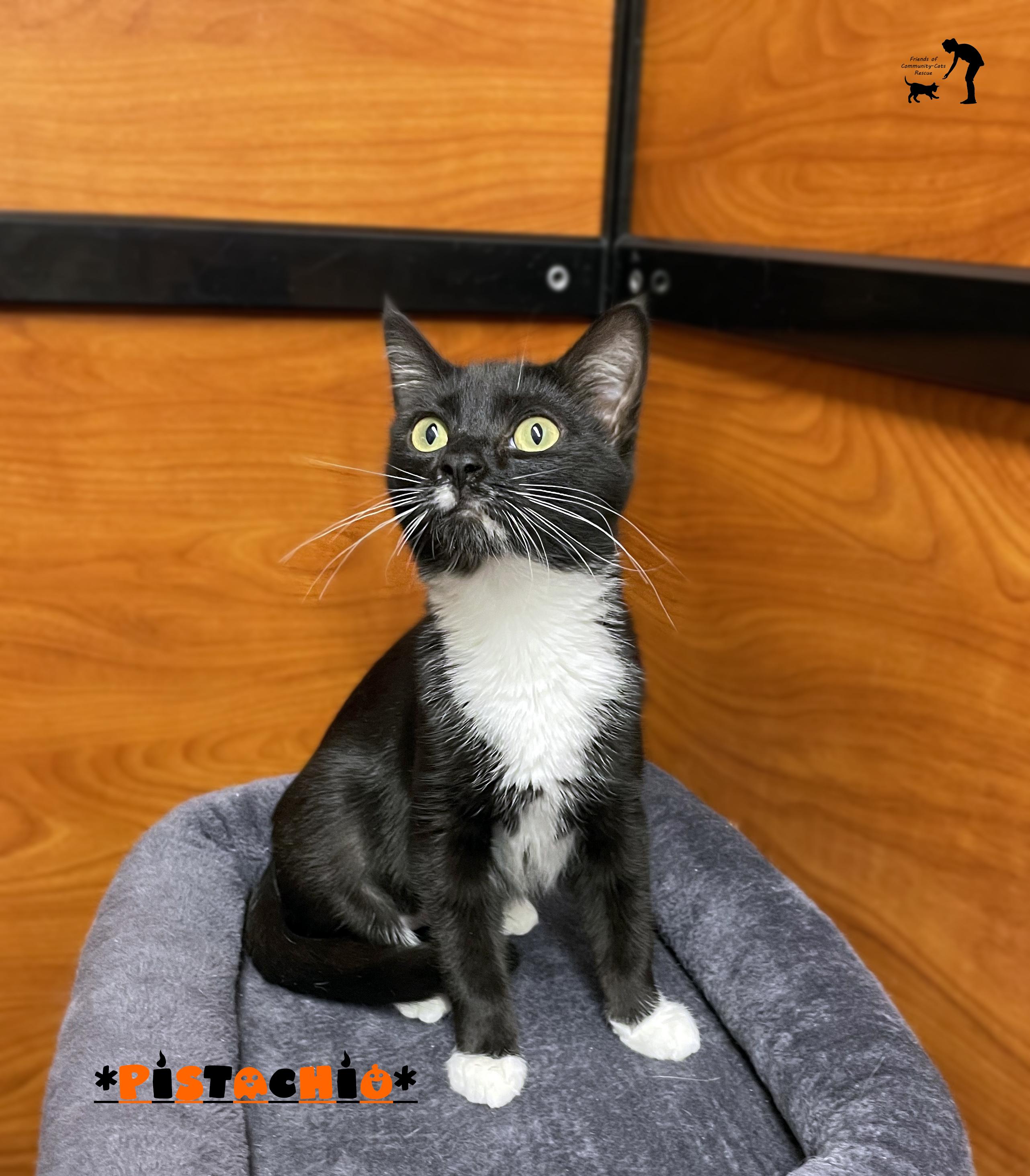 Pistachio, a Adoptable Domestic Short Hair in Centerville, UT image 2/2