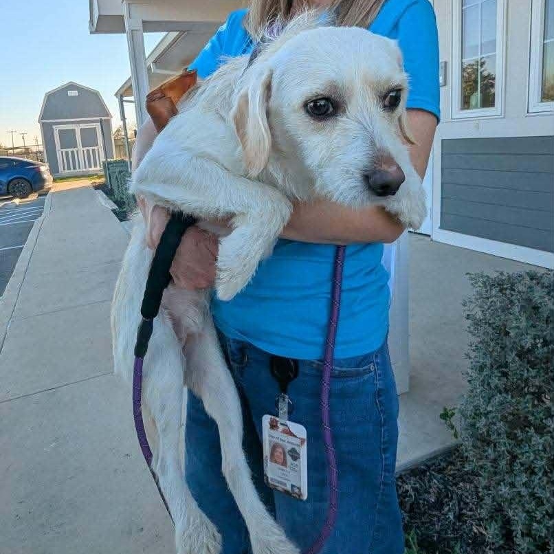 Taco, an adopted mixed breed in Williston, VT image 4/6