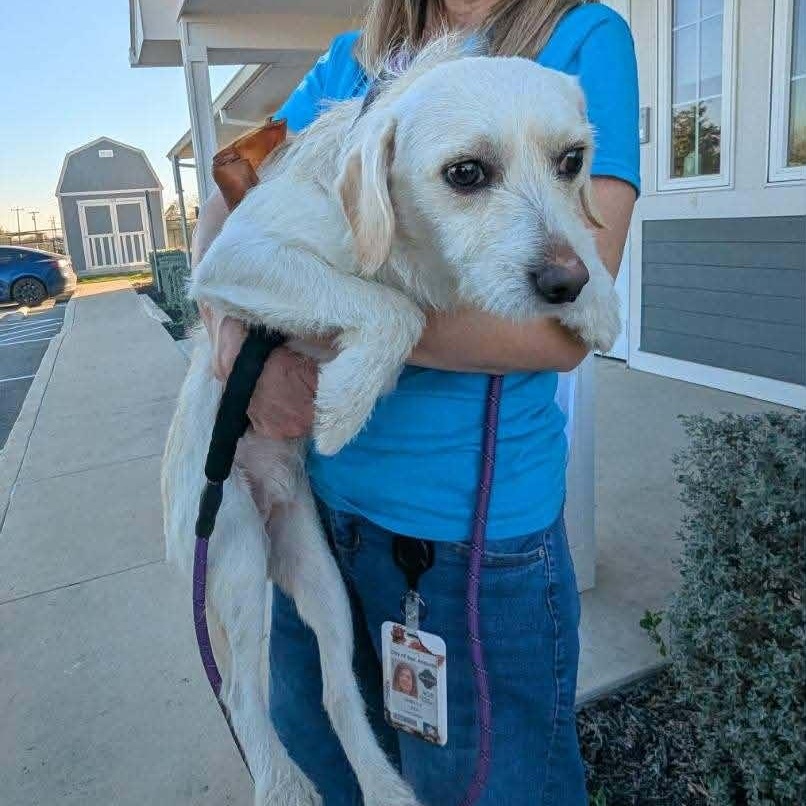 Taco, an adopted mixed breed in Williston, VT image 3/6
