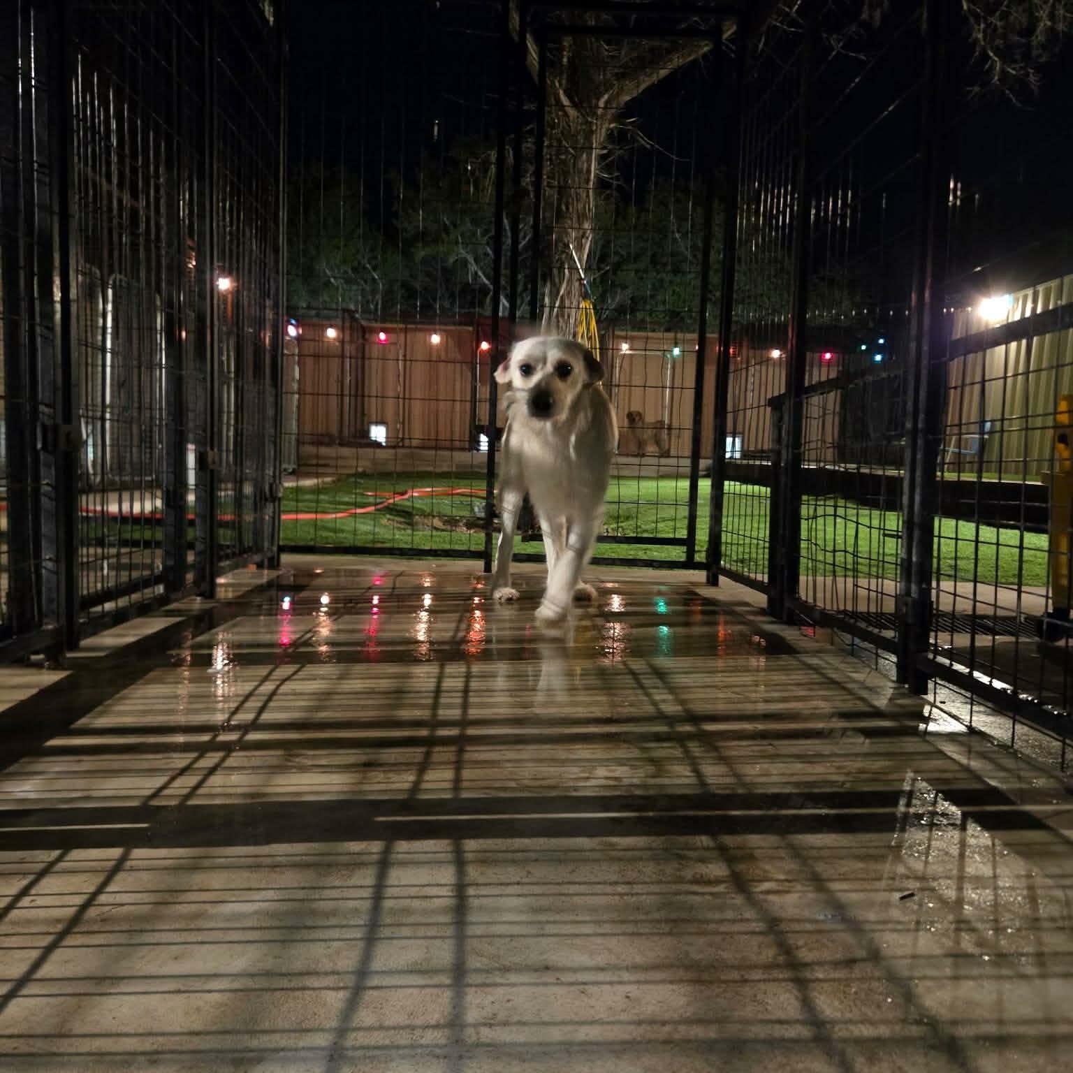 Taco, an adopted mixed breed in Williston, VT image 6/6