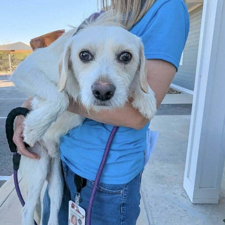 Taco, adopted, Young Male Terrier.