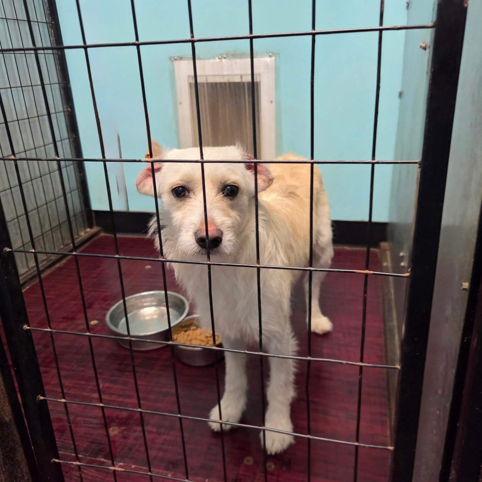 Taco, an adopted mixed breed in Williston, VT image 2/6