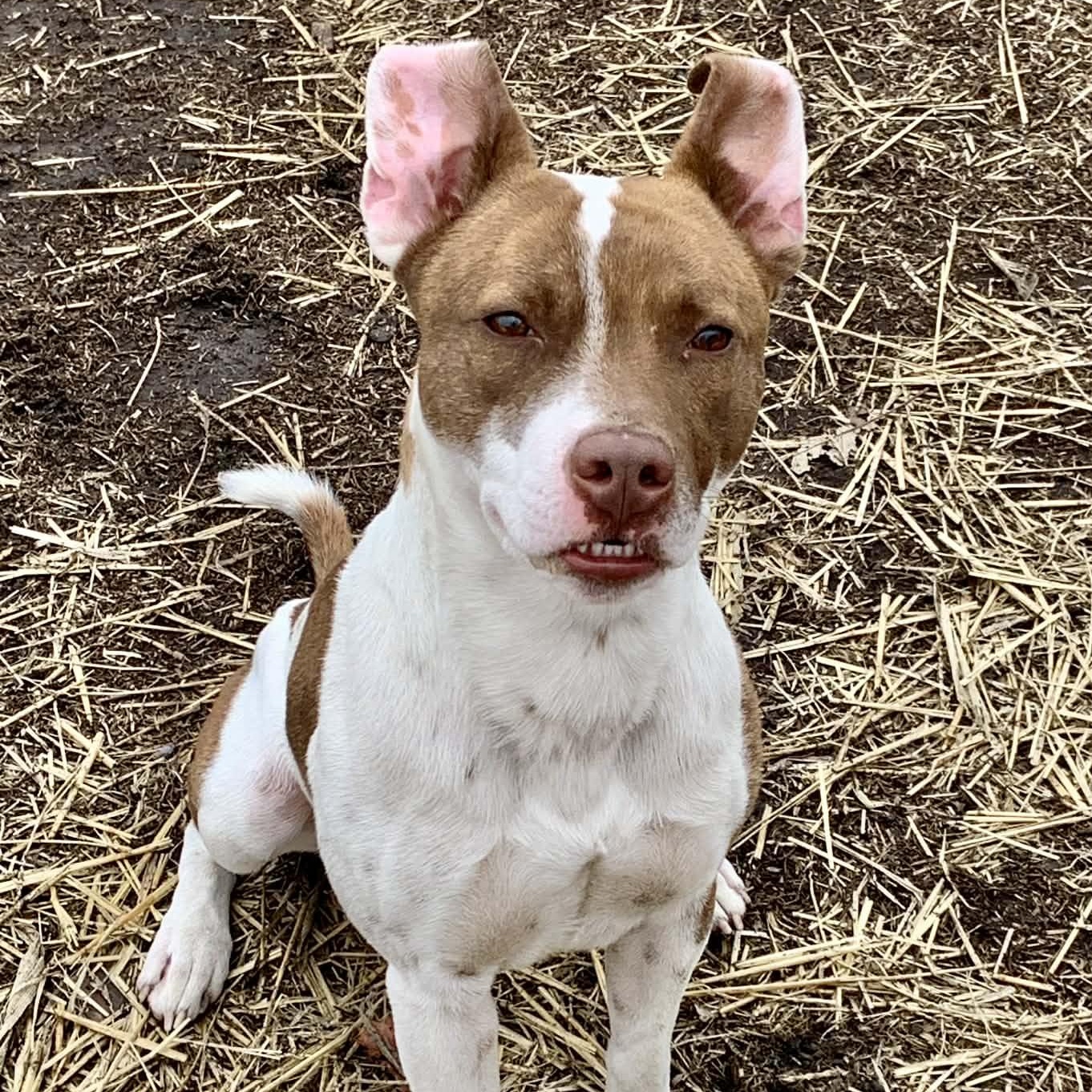 Thor — thumbnail 2