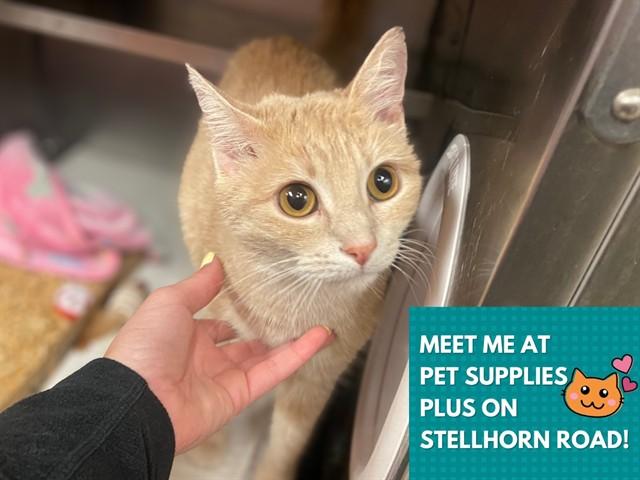 Enlarge PEACHES, a Adoptable Domestic Short Hair in Fort Wayne, IN image 1/1