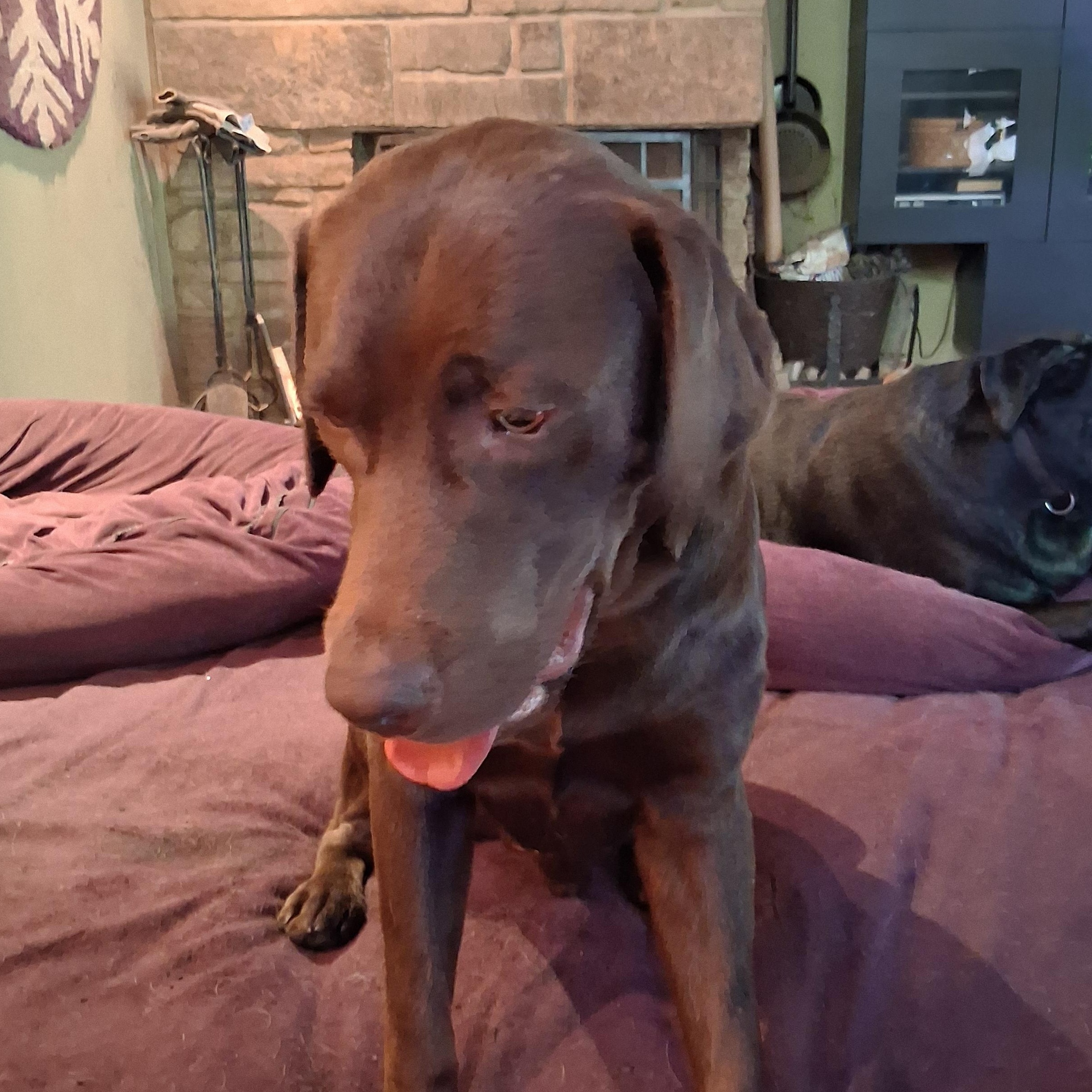 Enlarge Gunner, a Adoptable Chocolate Labrador Retriever in North Jackson, OH image 3/6