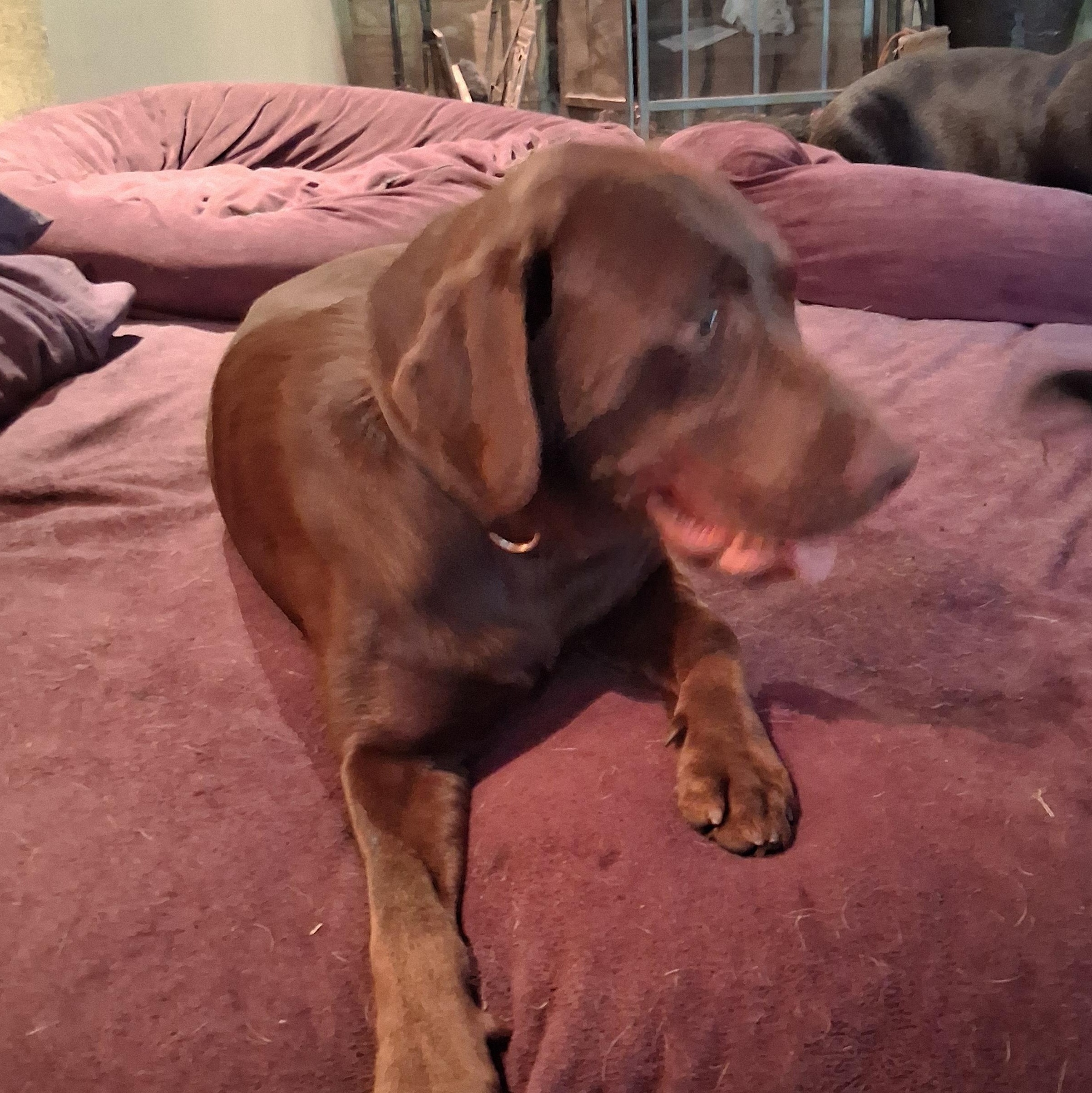 Enlarge Gunner, a Adoptable Chocolate Labrador Retriever in North Jackson, OH image 2/6