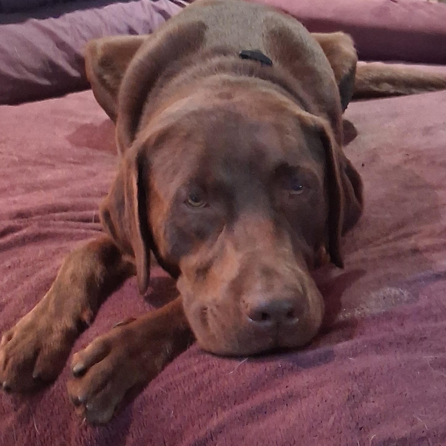 Enlarge Gunner, a Adoptable Chocolate Labrador Retriever in North Jackson, OH image 5/6