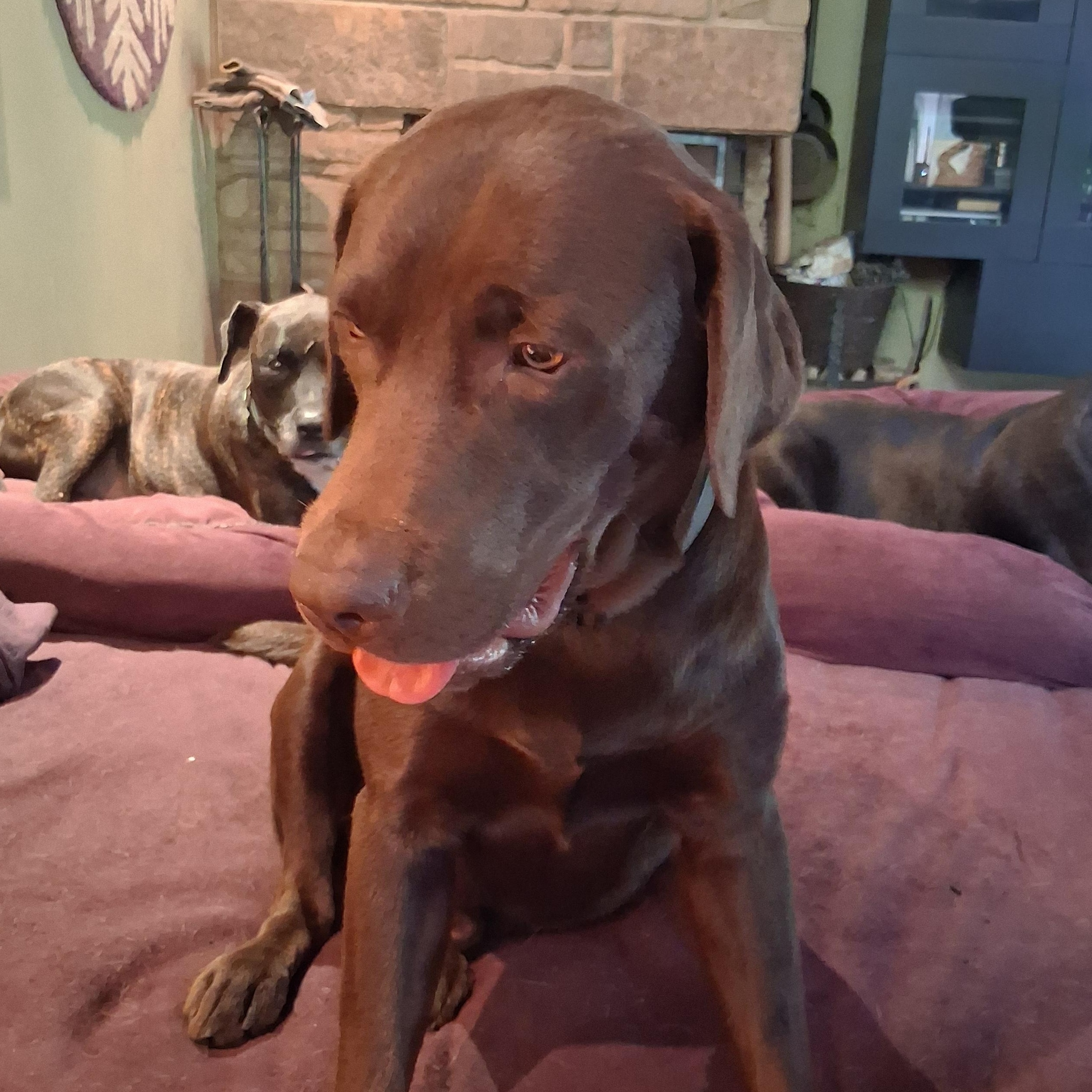 Enlarge Gunner, a Adoptable Chocolate Labrador Retriever in North Jackson, OH image 6/6