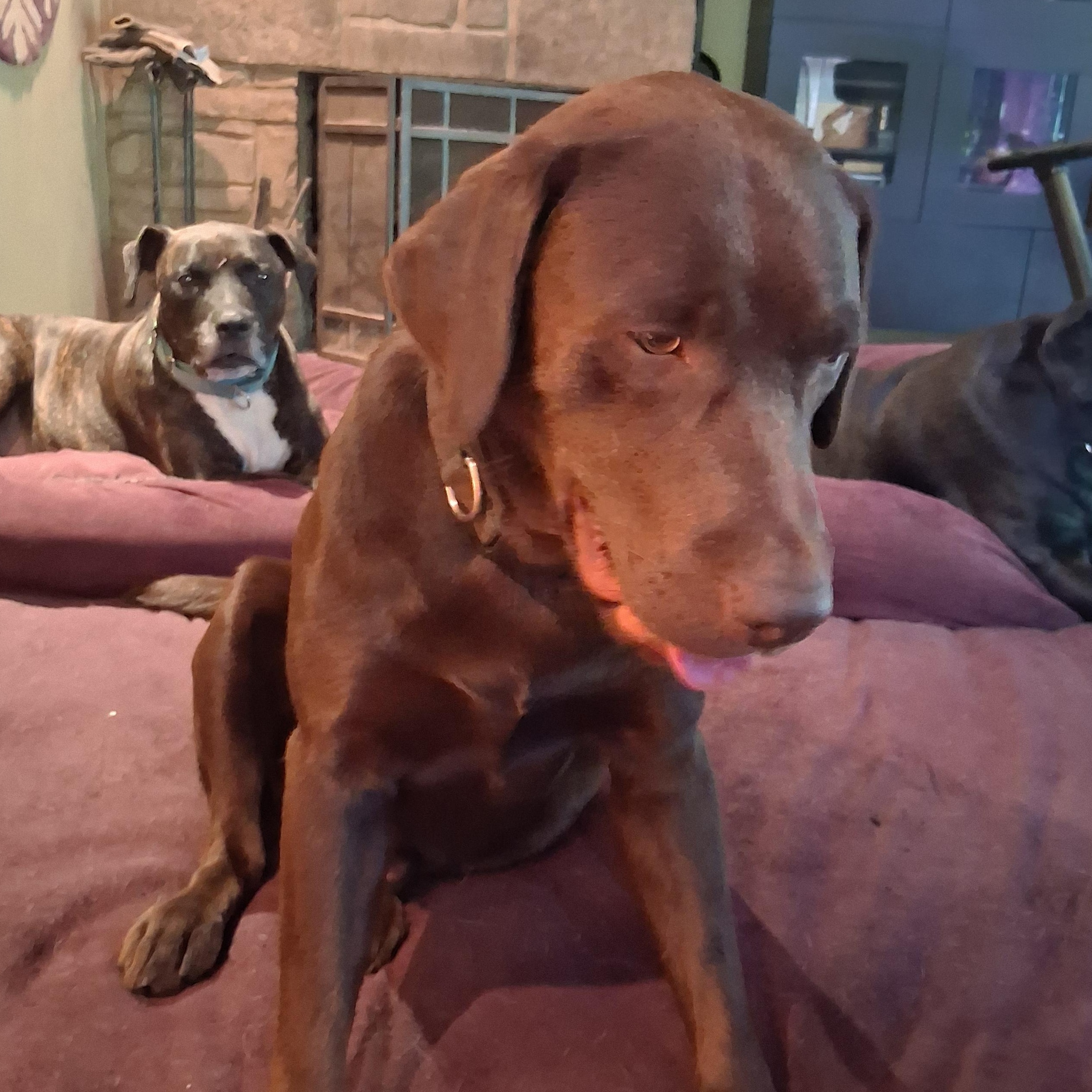 Enlarge Gunner, a Adoptable Chocolate Labrador Retriever in North Jackson, OH image 4/6