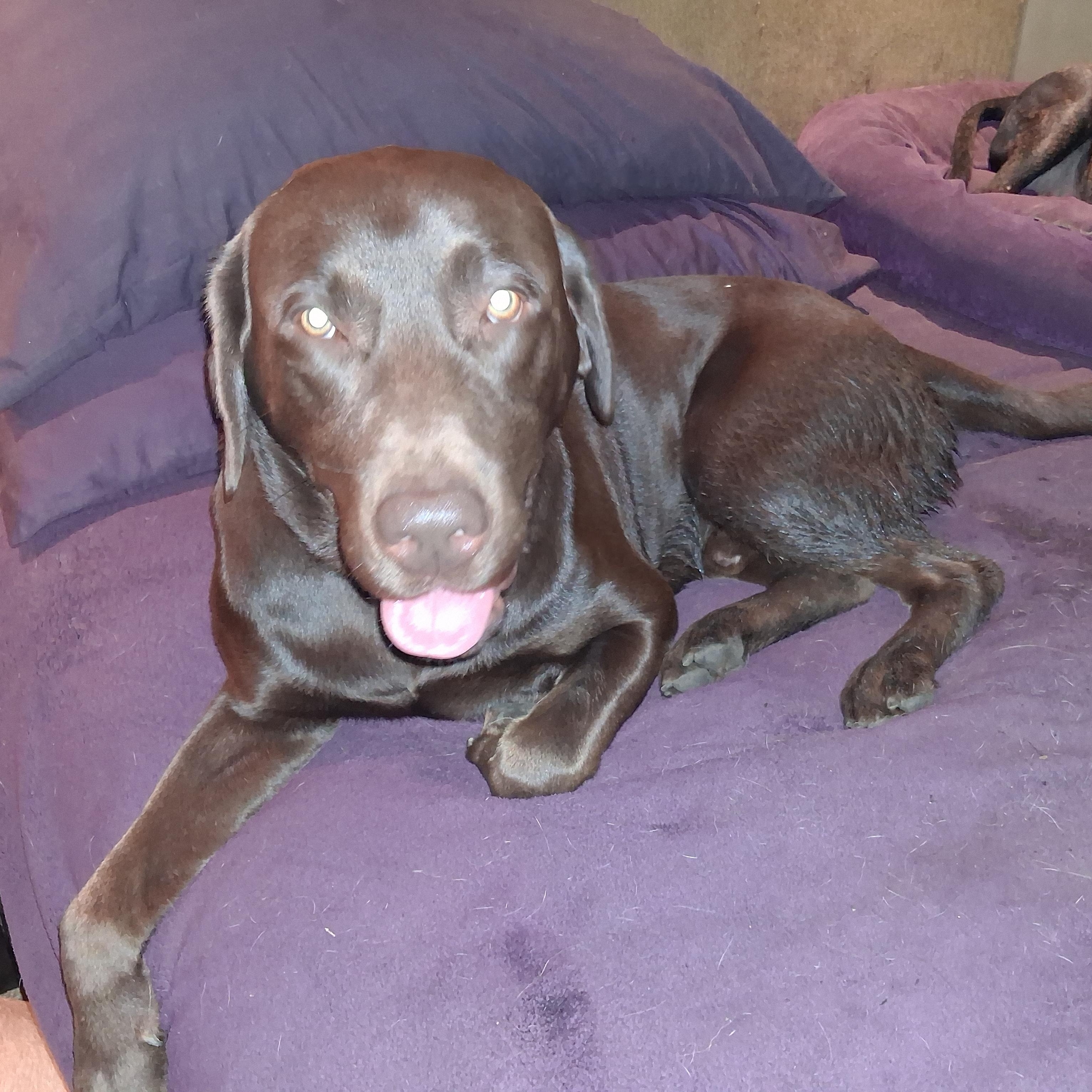Enlarge Gunner, a Adoptable Chocolate Labrador Retriever in North Jackson, OH image 1/6