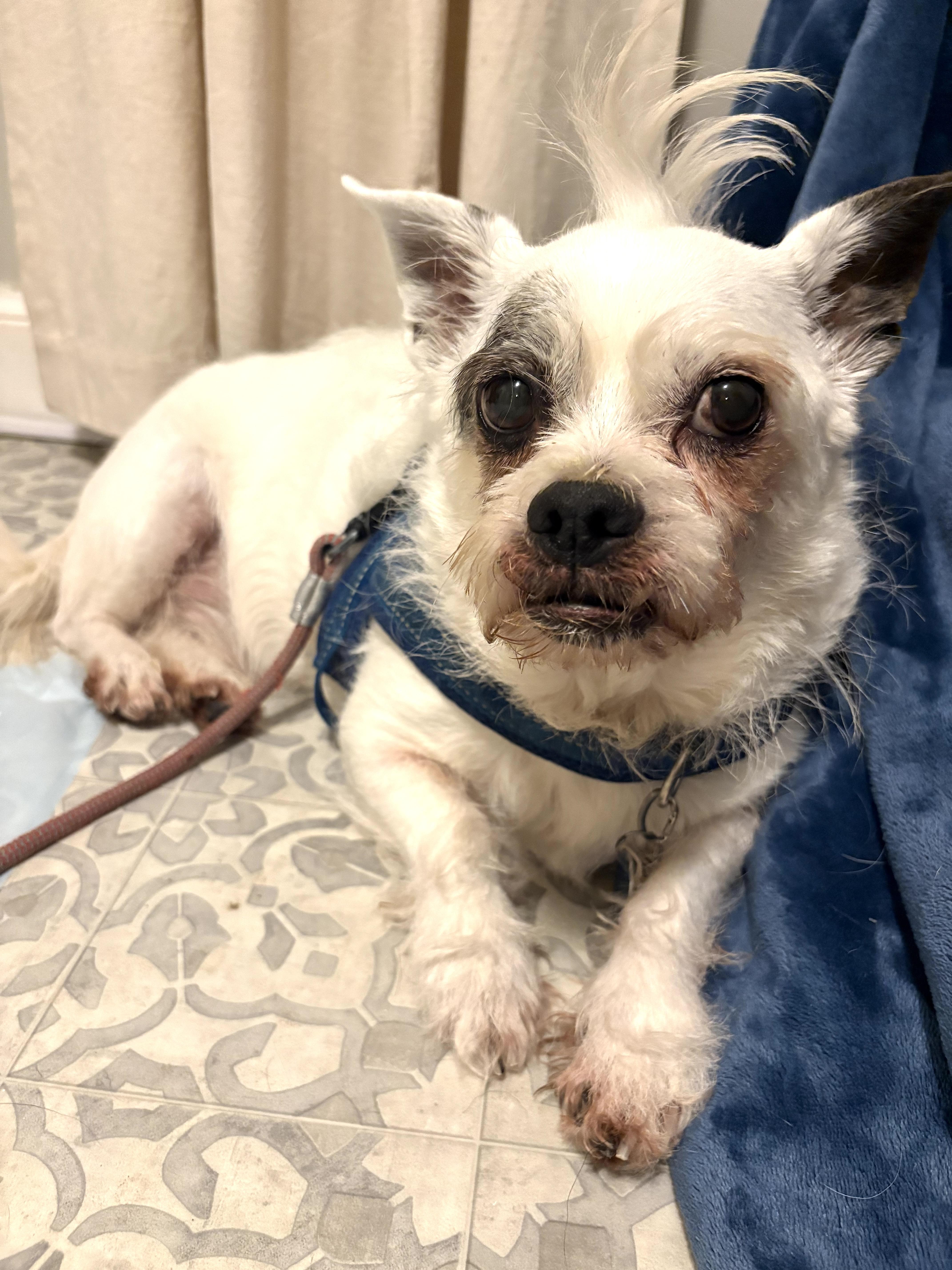 Enlarge Milo, a ADOPTABLE Terrier in Worcester, MA image 6/6