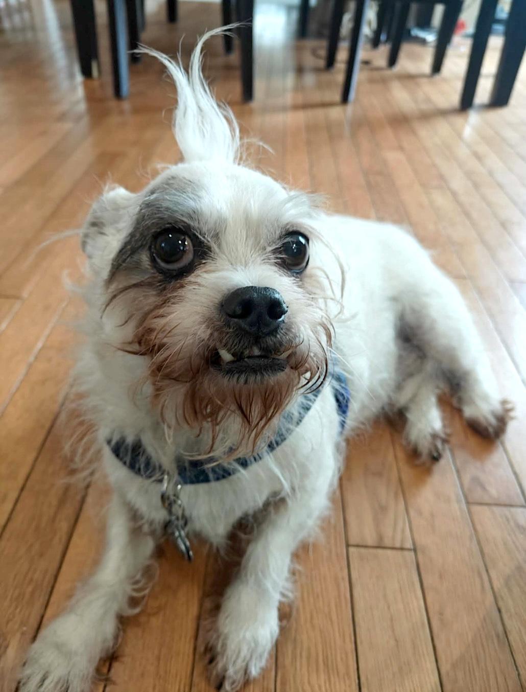 Enlarge Milo, a ADOPTABLE Terrier in Worcester, MA image 5/6