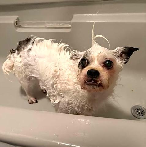 Milo, ADOPTABLE, Senior Male Terrier.