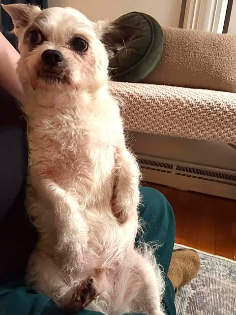 Enlarge Milo, a ADOPTABLE Terrier in Worcester, MA image 2/6