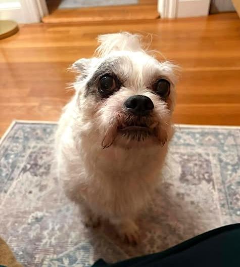 Enlarge Milo, a ADOPTABLE Terrier in Worcester, MA image 4/6