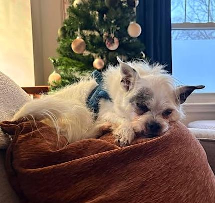 Enlarge Milo, a ADOPTABLE Terrier in Worcester, MA image 3/6