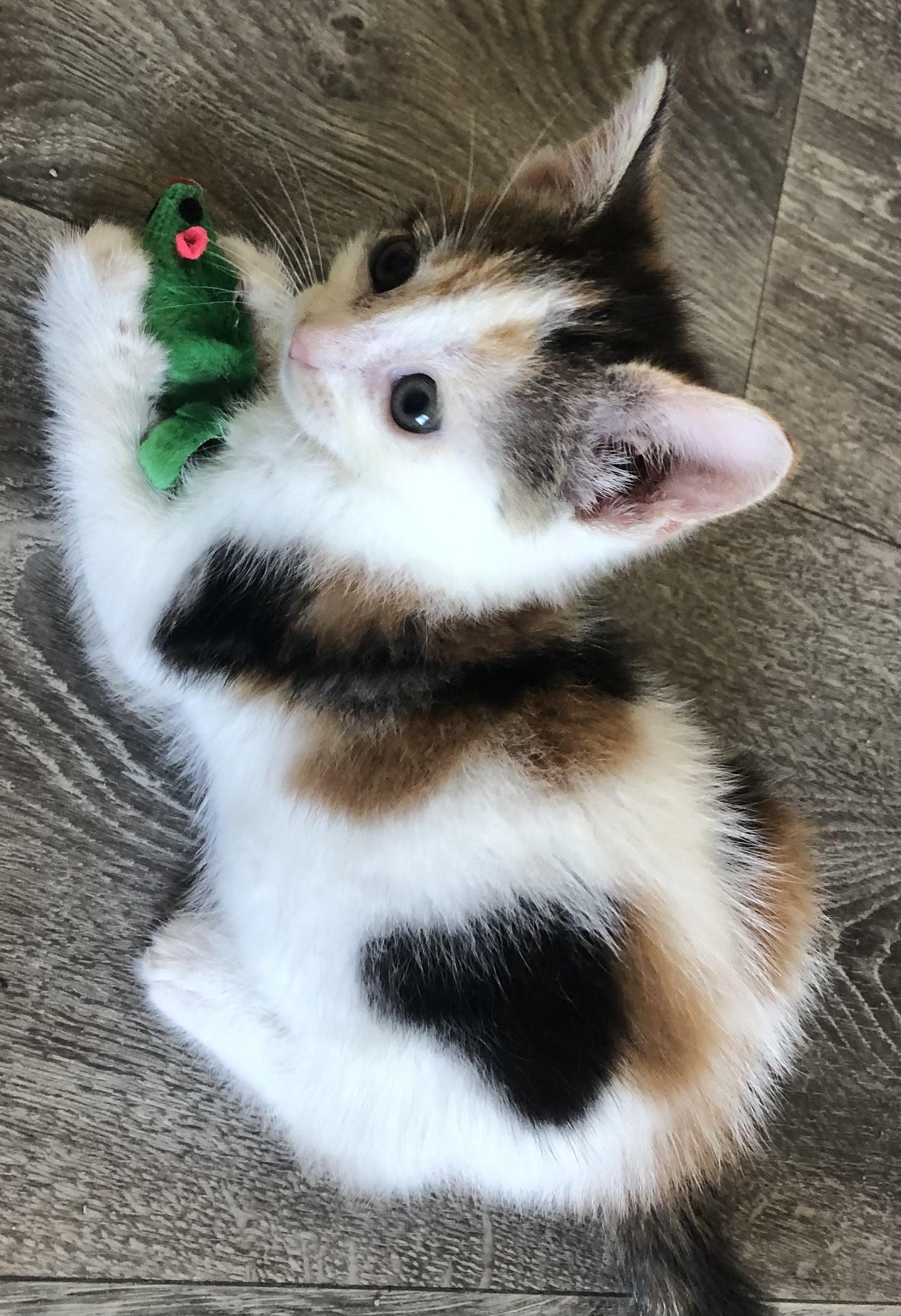 Enlarge Poppy, a ADOPTABLE Calico in San Saba, TX image 1/1