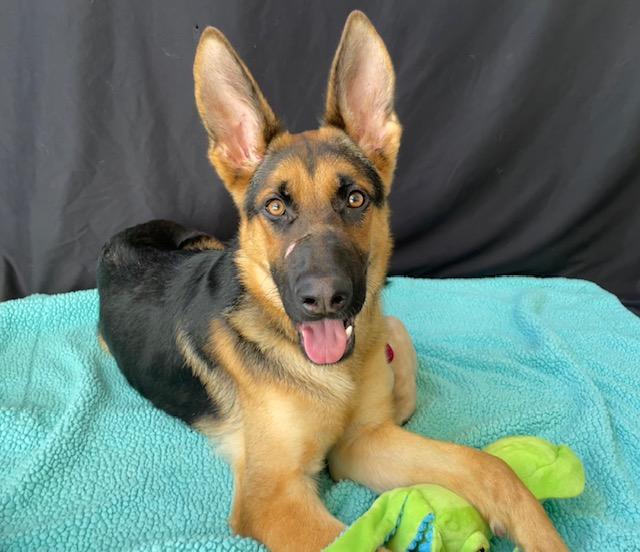 RUDY, Adoptable, Young Male German Shepherd Dog.