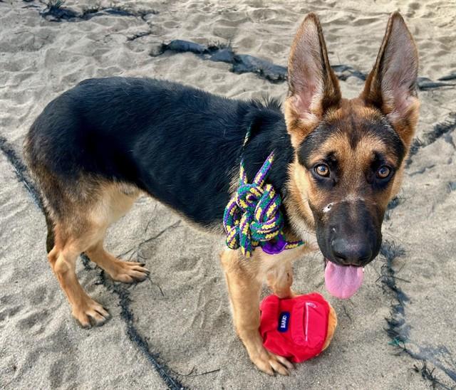 RUDY, Adoptable, Young Male German Shepherd Dog.