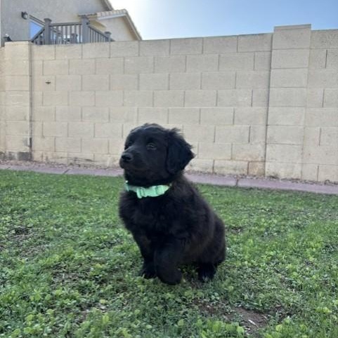 Enlarge Bluebell, an adopted mixed breed in Gilbert, AZ image 3/6