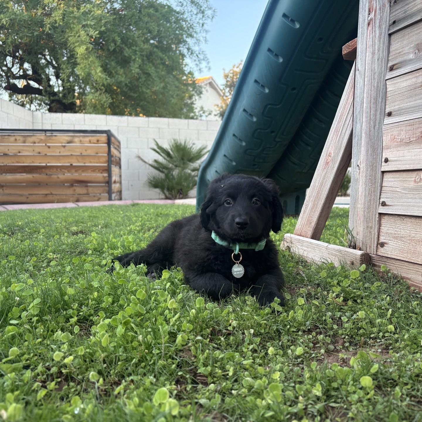 Enlarge Bluebell, an adopted mixed breed in Gilbert, AZ image 2/6