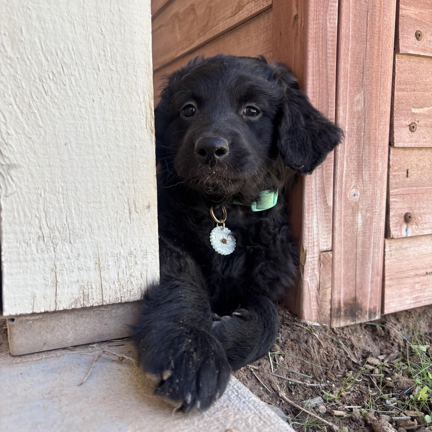 Bluebell, adopted, Puppy Female Standard Poodle & Belgian Shepherd / Malinois.