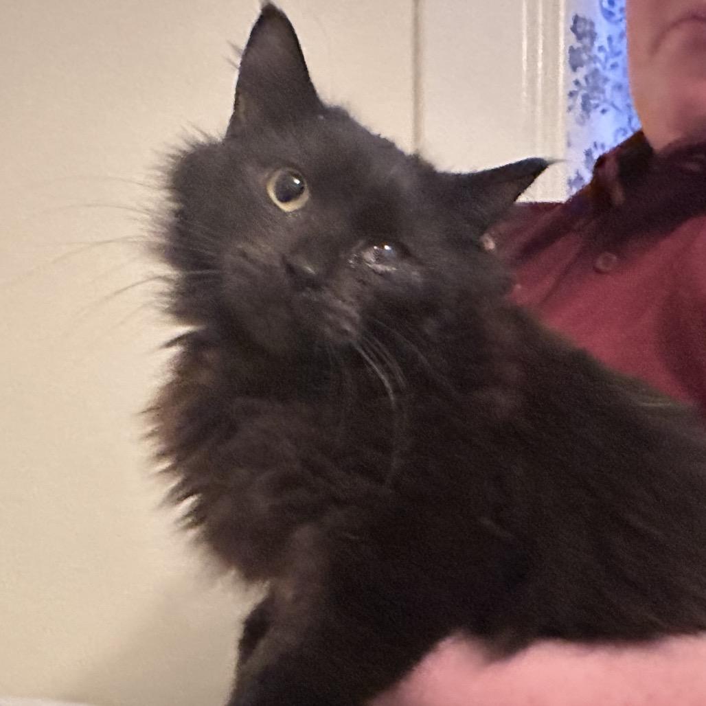 Enlarge Raphael - 13, a Adoptable Domestic Long Hair in Pittsburg, KS image 1/1