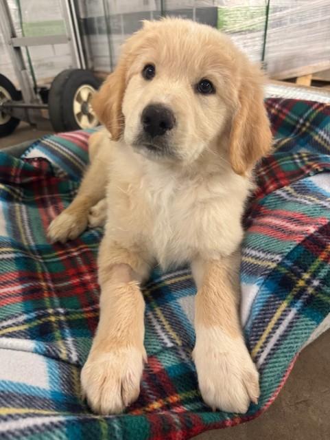 Rhett, adopted, Puppy Male Great Pyrenees & Poodle.