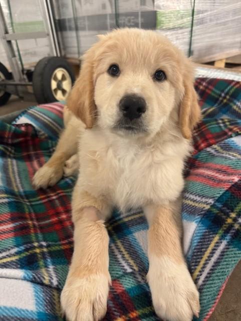 Enlarge Rhett, an adopted mixed breed in Cushing, OK image 2/3