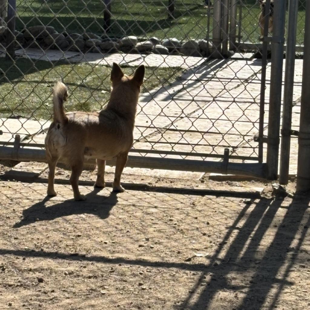Felicia, a Adoptable Mixed Breed in Fresno, CA image 1/6