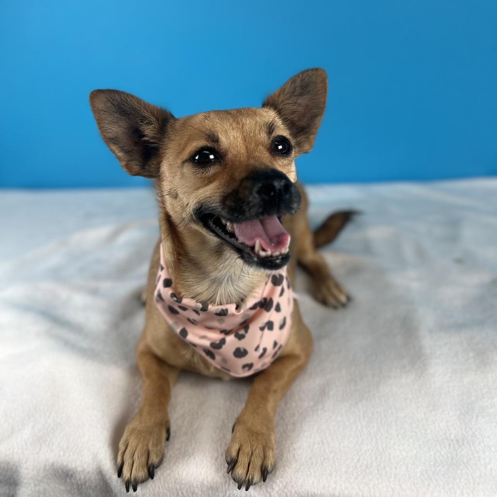 Felicia, a Adoptable Mixed Breed in Fresno, CA image 2/6