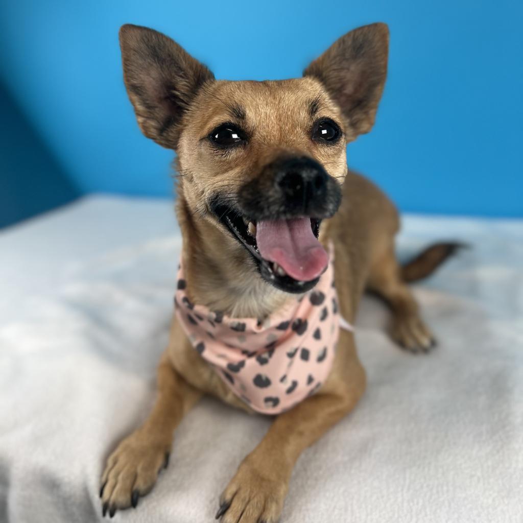 Felicia, a Adoptable Mixed Breed in Fresno, CA image 3/6