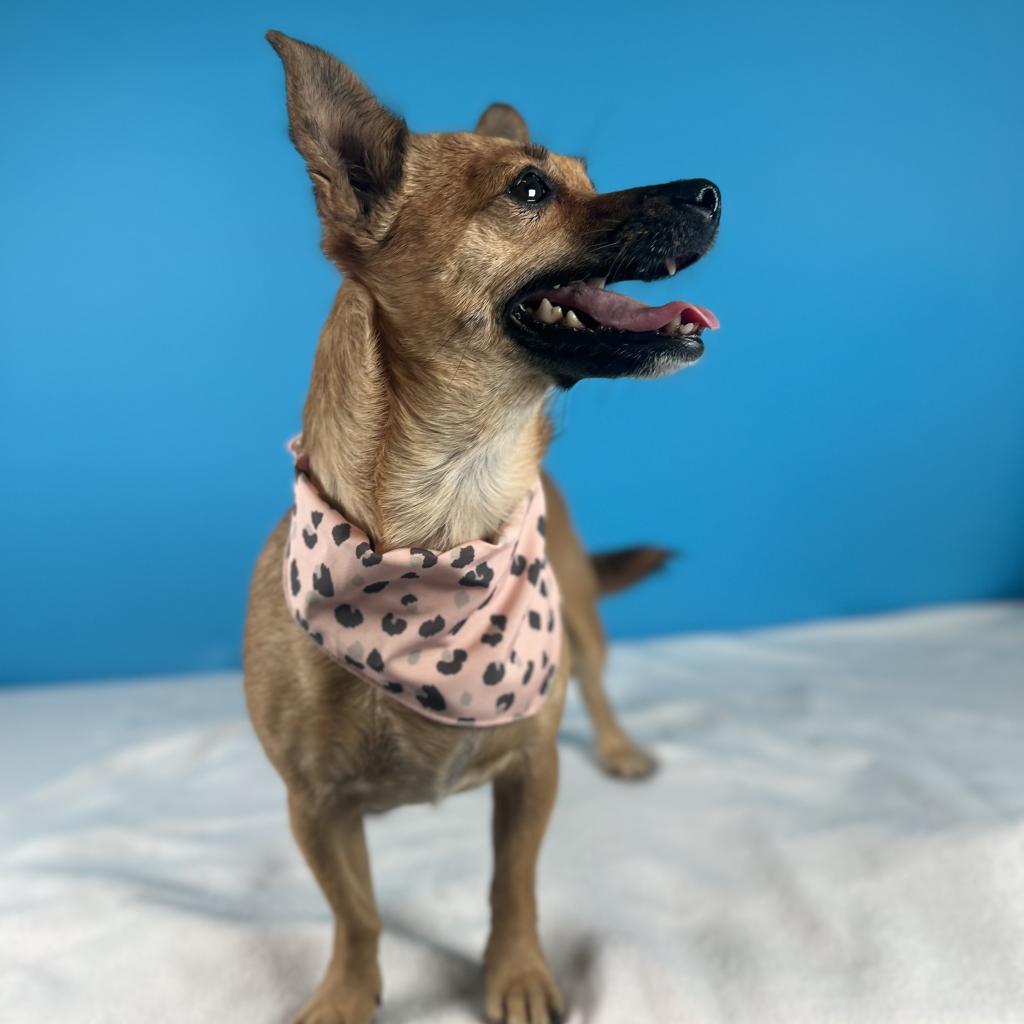 Felicia, a Adoptable Mixed Breed in Fresno, CA image 4/6