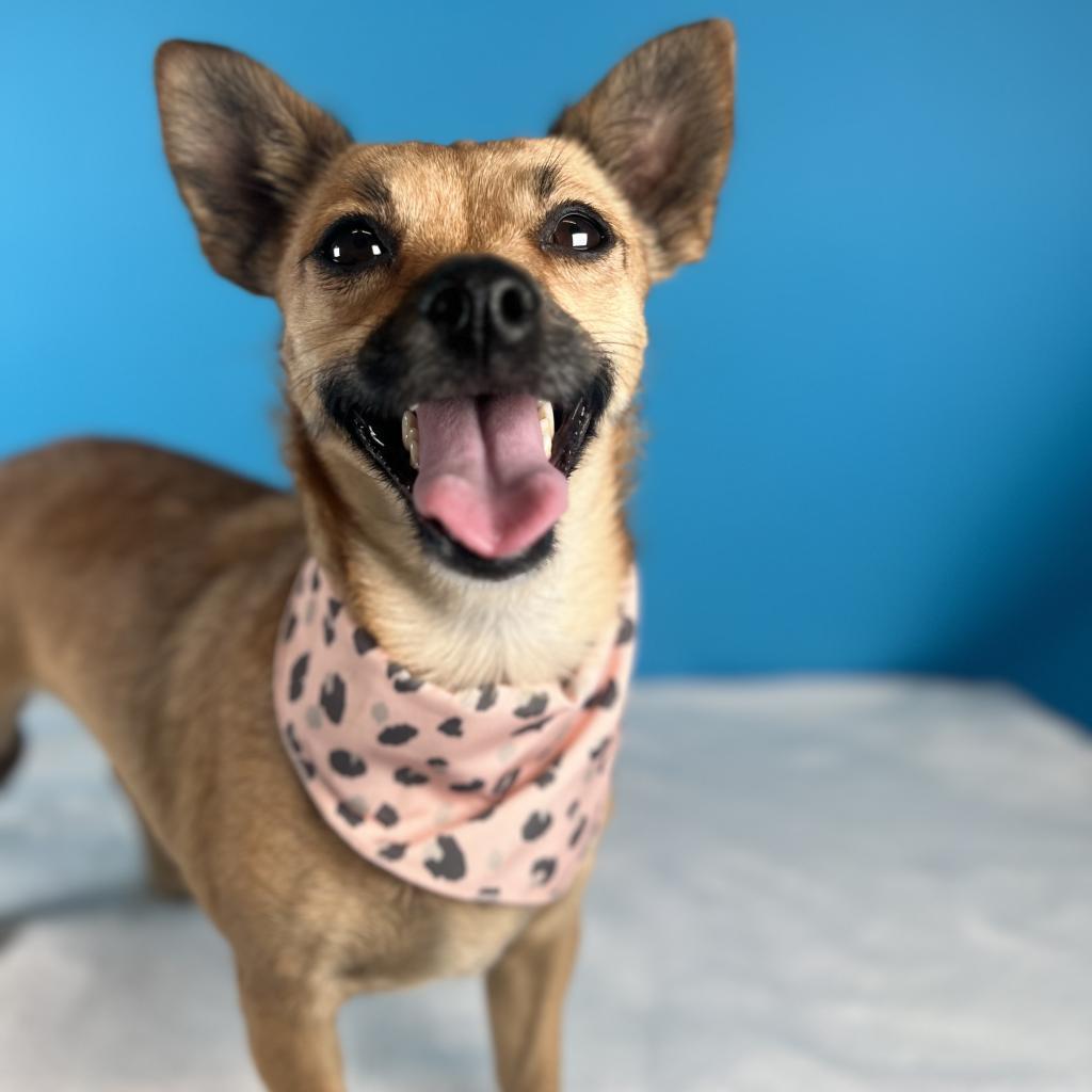 Felicia, a Adoptable Mixed Breed in Fresno, CA image 5/6