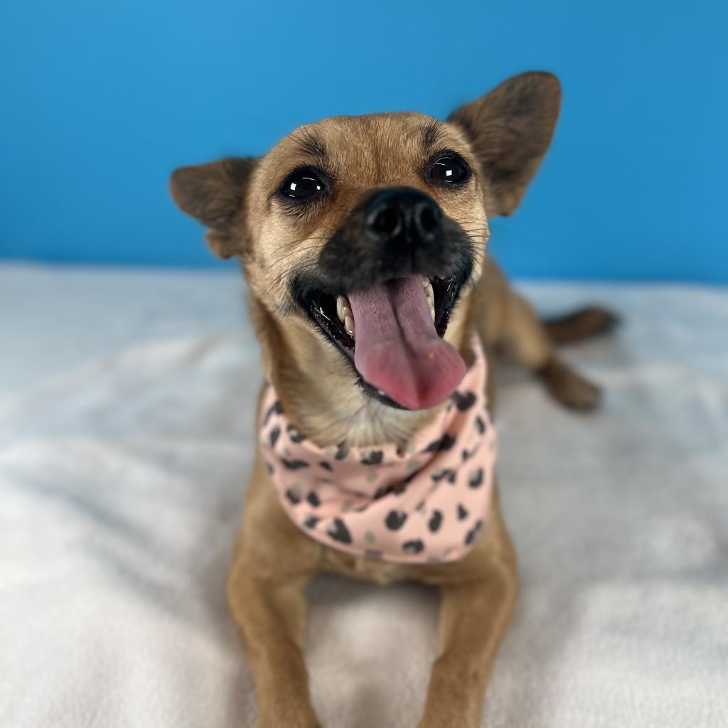 Felicia, a Adoptable Mixed Breed in Fresno, CA image 6/6