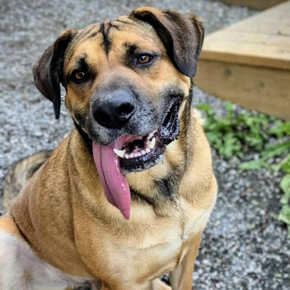 Freedom (20230603-05), an adoptable Shepherd in Warkworth, ON, K0K 3K0 | Photo Image 2