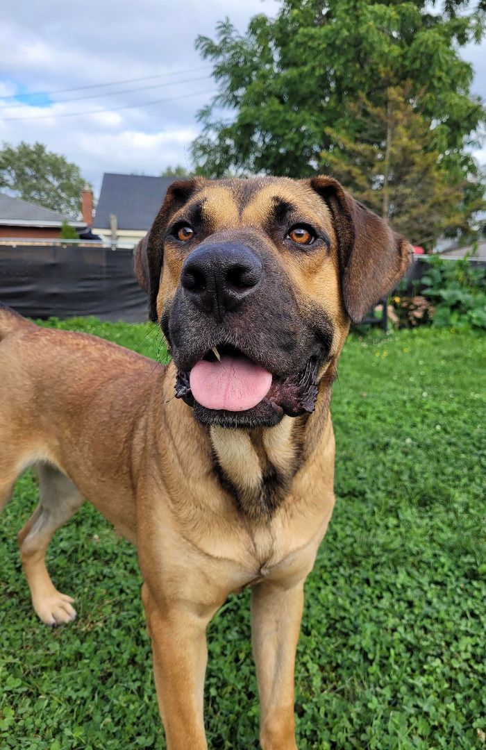 Freedom (20230603-05), a Adoptable mixed breed in Warkworth, ON image 3/6