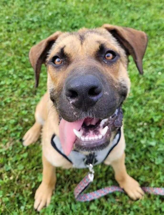 Freedom (20230603-05), a Adoptable mixed breed in Warkworth, ON image 4/6